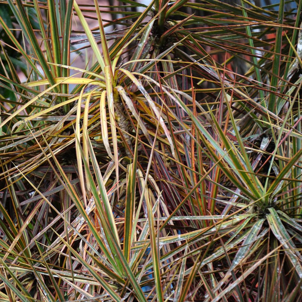 Dracaena reflexa var. angustifolia Magenta - Dragon tree