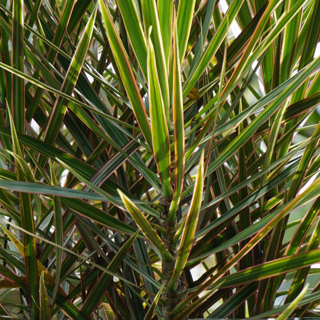 Dracaena reflexa var. angustifolia Magenta - Dragon tree