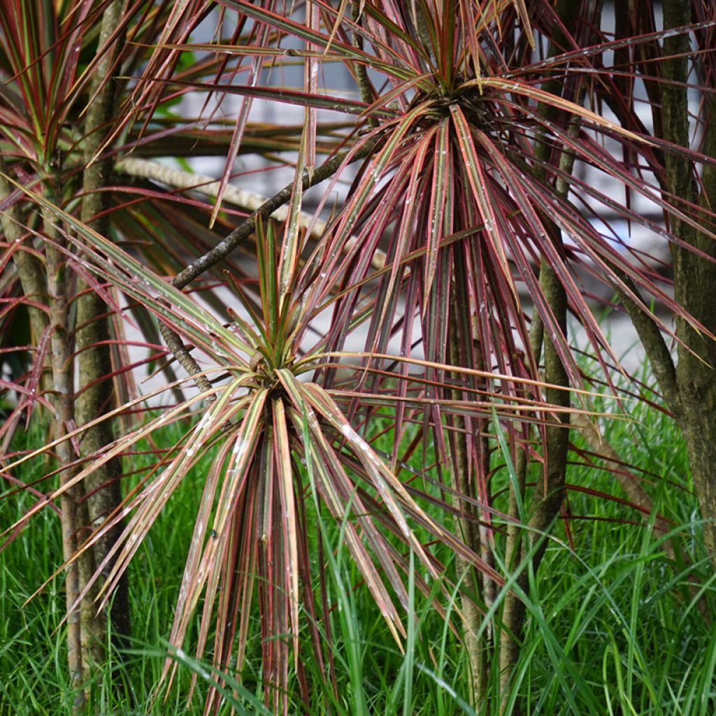 Dracaena reflexa var. angustifolia Magenta - Dragon tree