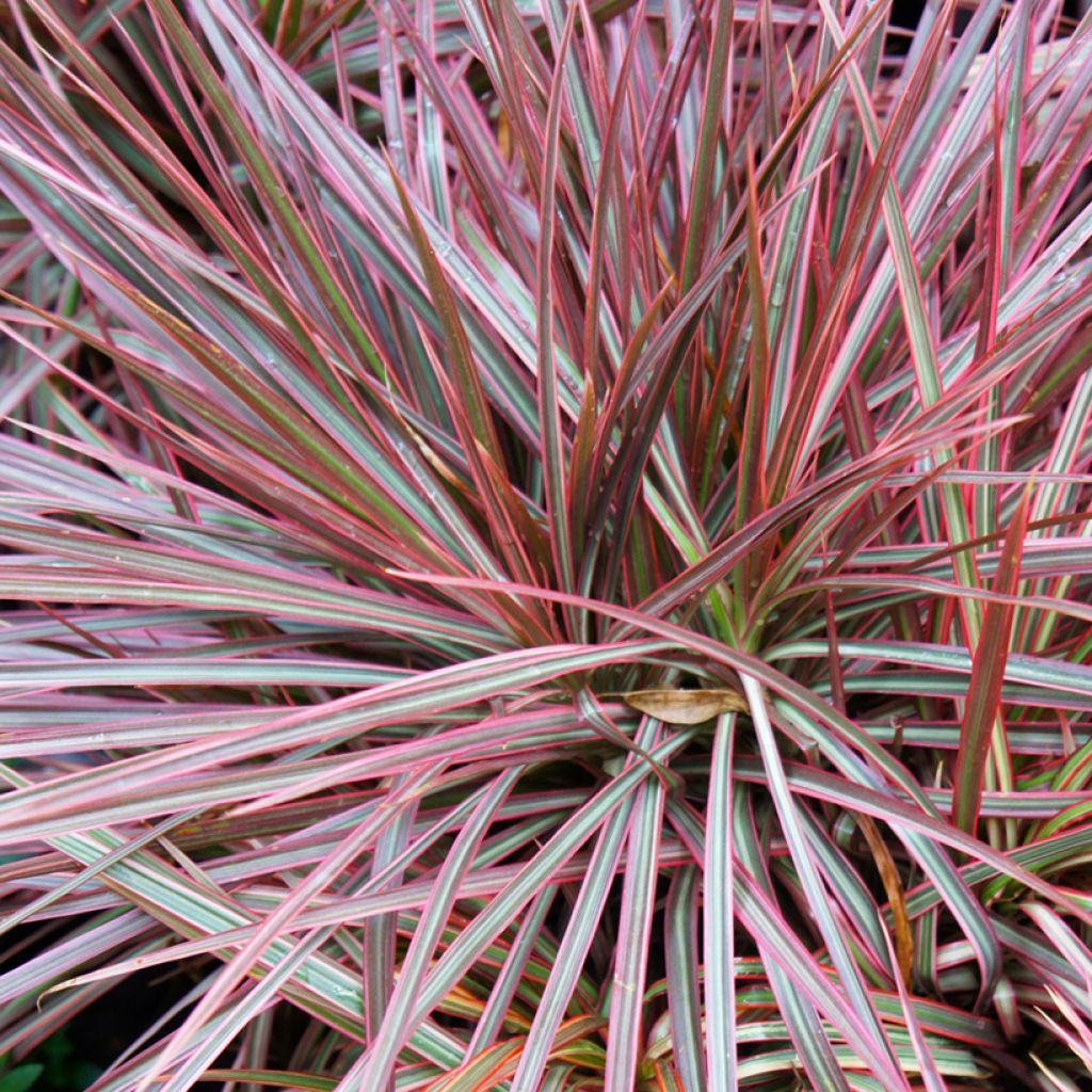 Dracaena reflexa var. angustifolia Magenta - Dragon tree