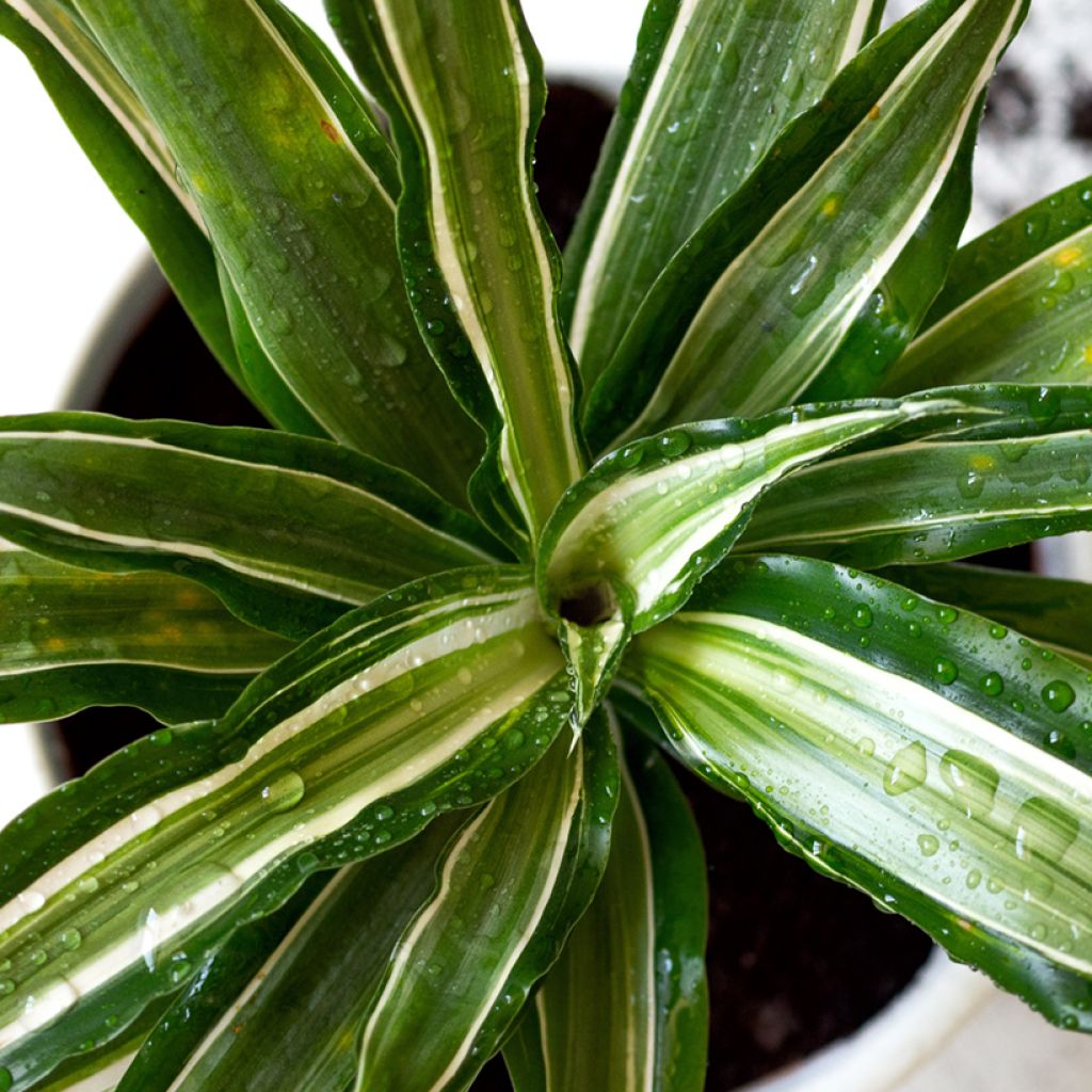 Dracaena fragrans Malaika - Corn plant