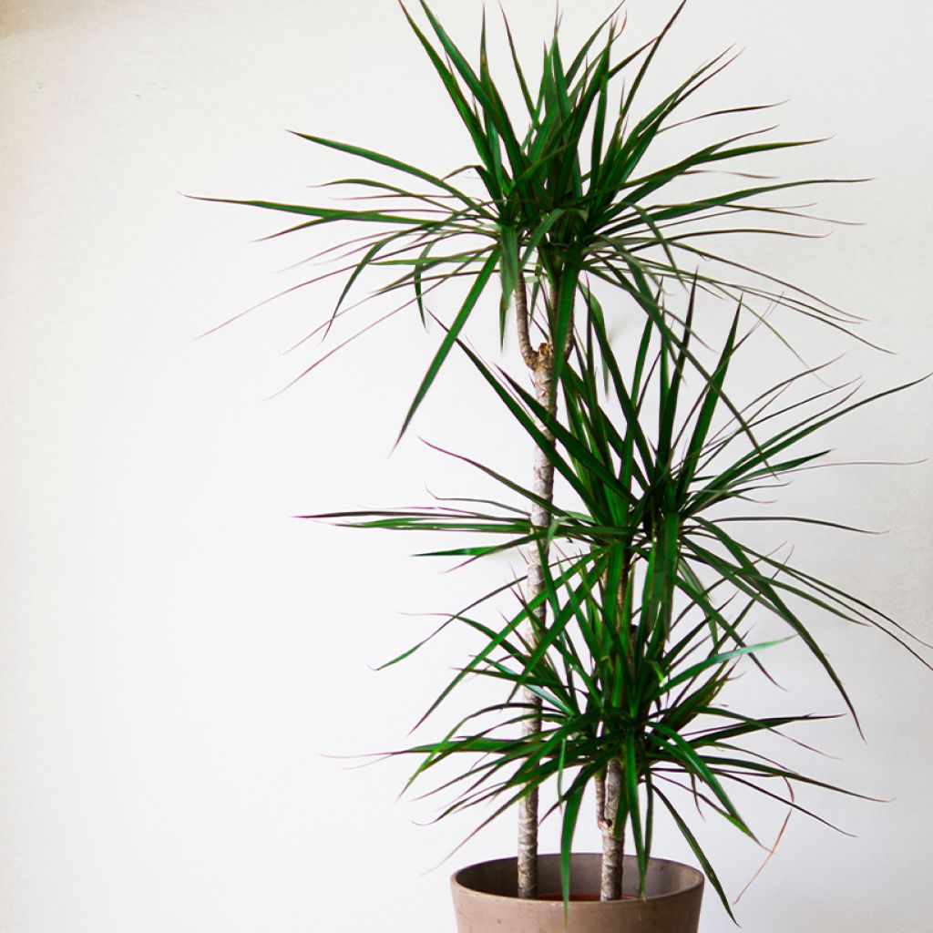 Dracaena reflexa var. angustifolia  - Dragon tree