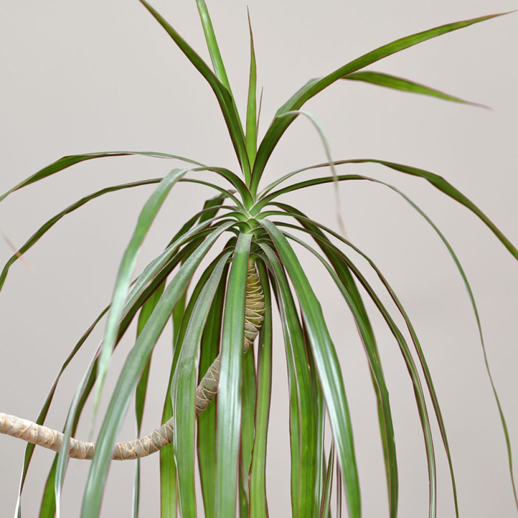 Dracaena reflexa var. angustifolia  - Dragon tree