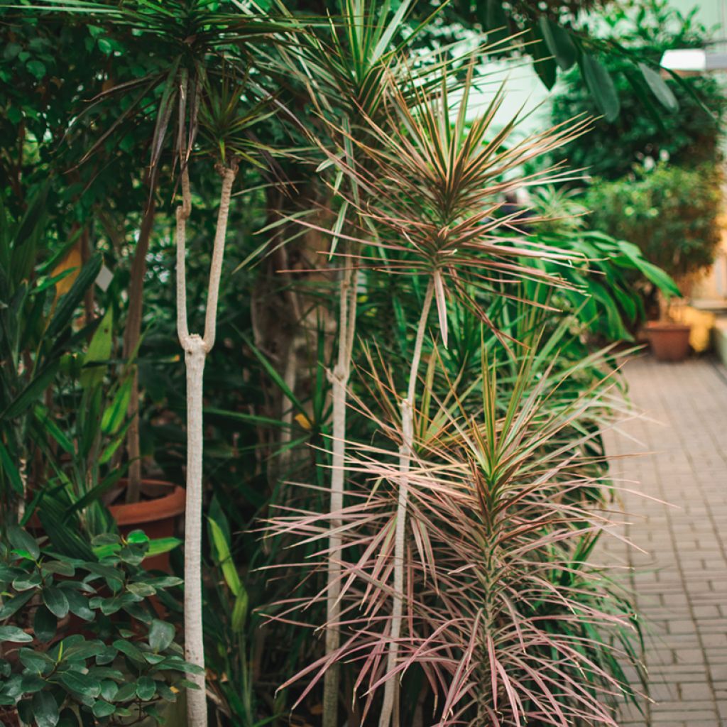 Dracaena reflexa var. angustifolia  - Dragon tree