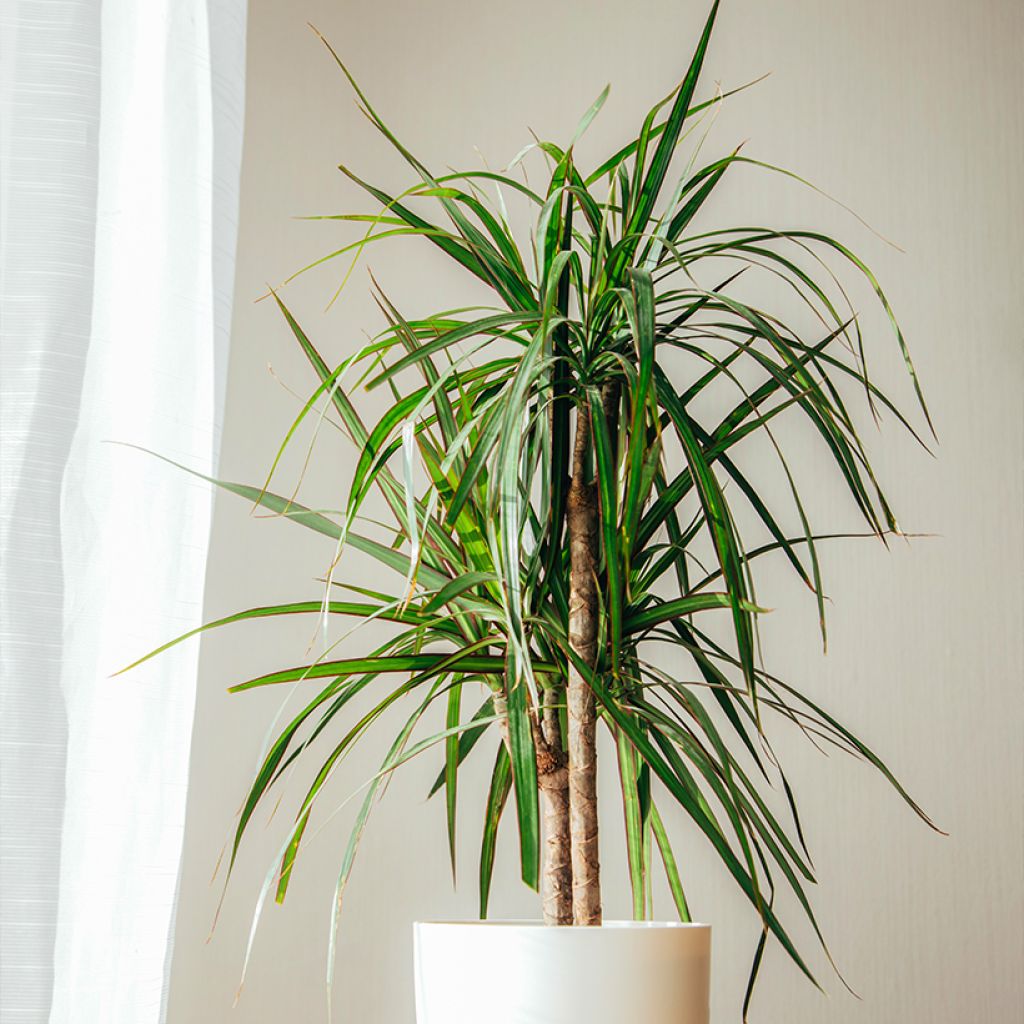 Dracaena reflexa var. angustifolia  - Dragon tree