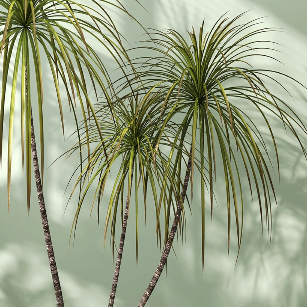 Dracaena reflexa var. angustifolia  - Dragon tree