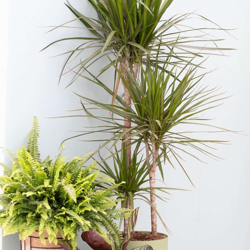 Dracaena reflexa var. angustifolia  - Dragon tree