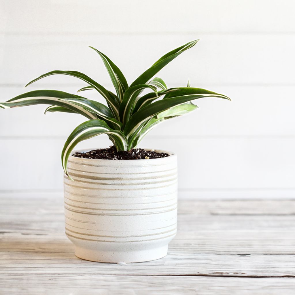Dracaena fragrans White Jewel - Corn plant