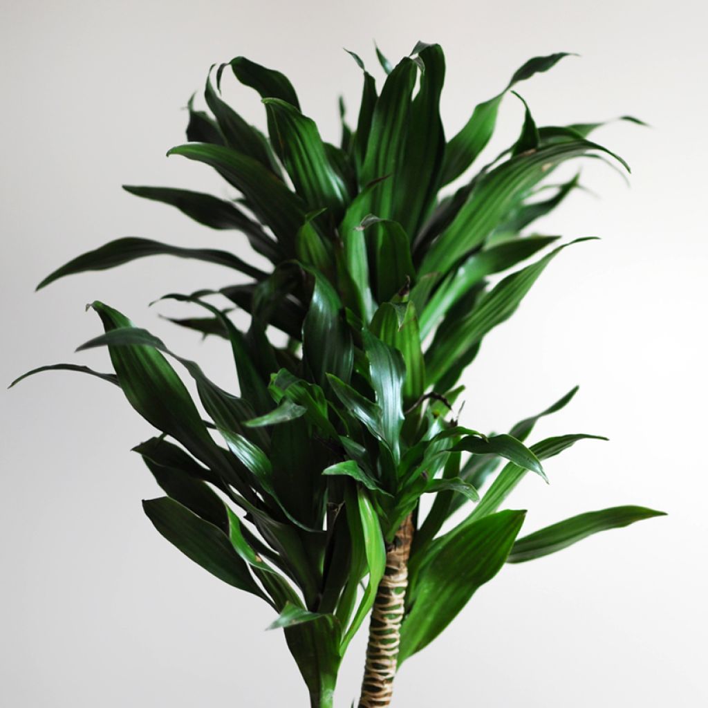 Dracaena fragrans Janet Craig - Corn plant