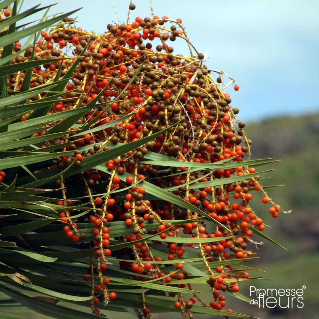 Dracaena draco - Dragonnier des Canaries