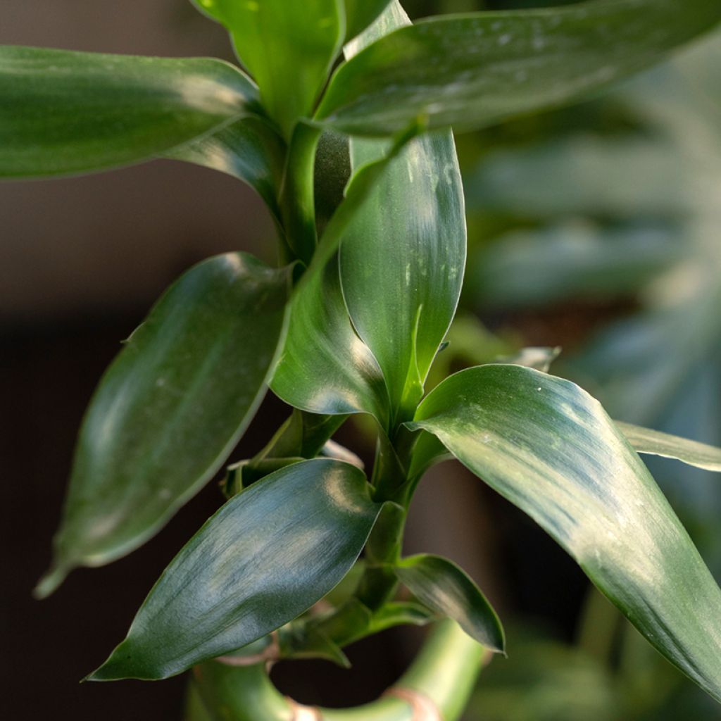 Lucky bamboo - Dracaena sanderiana
