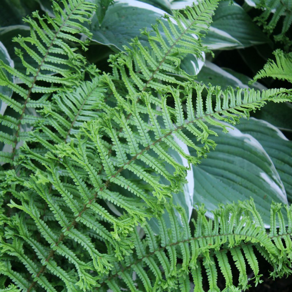 Dryopteris affinis Cristata - Scaly Male Fern