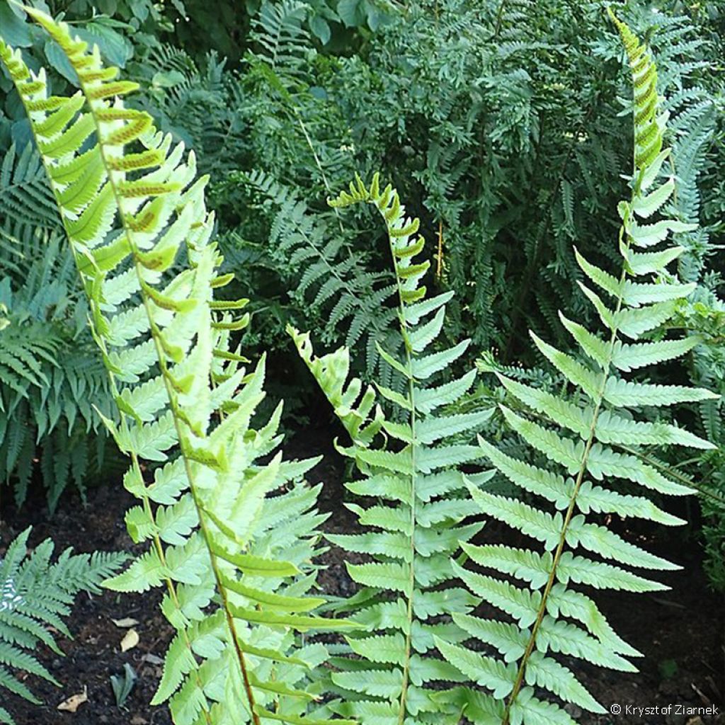 Dryopteris tokyoensis - Fougère