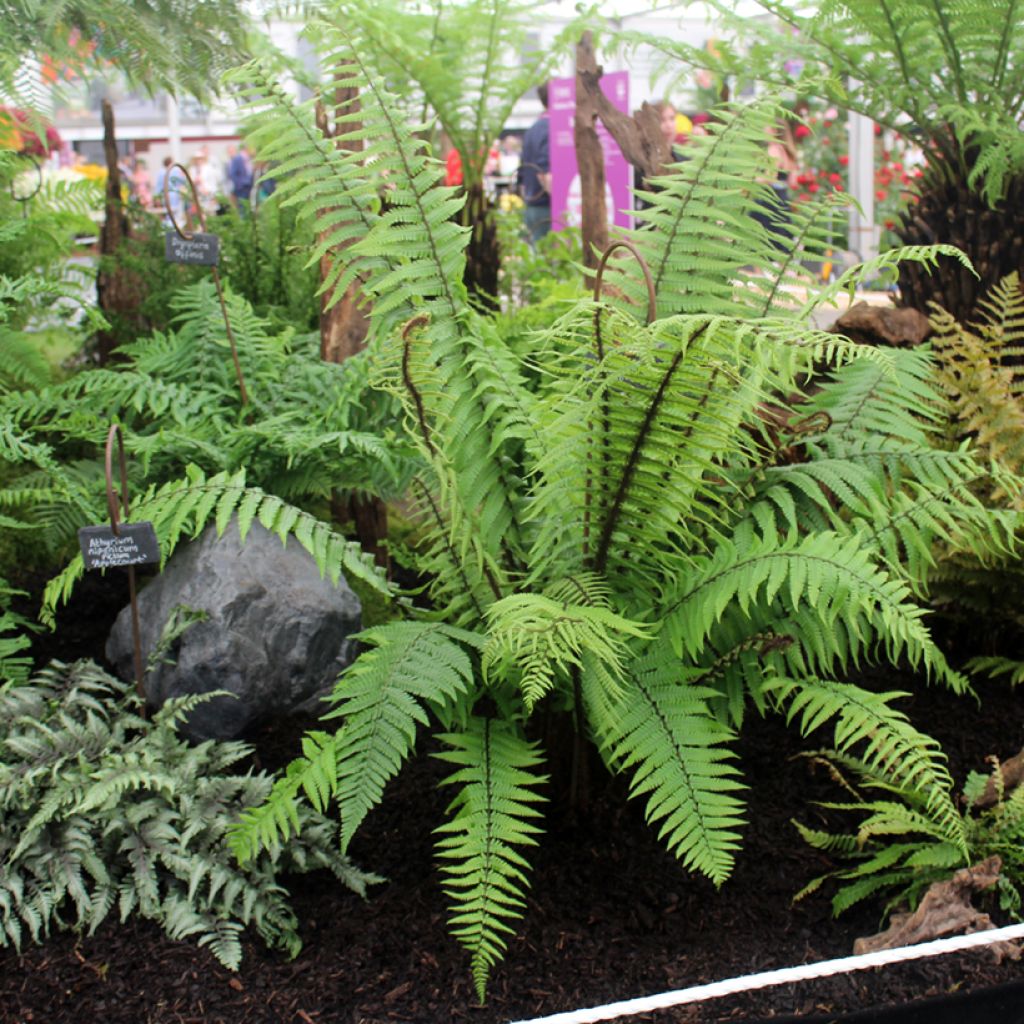 Dryopteris wallichiana - Wood Fern