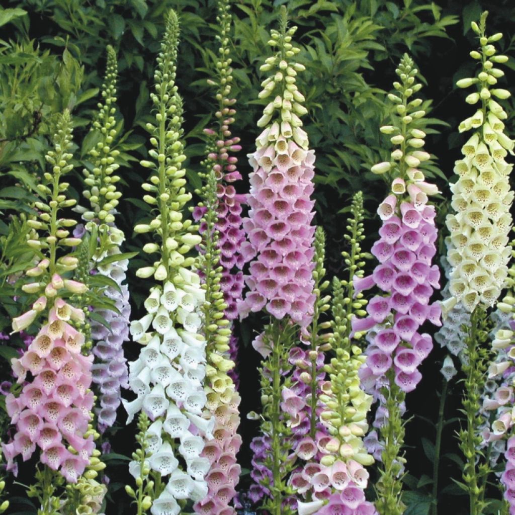 Great value collection of white and pink foxgloves