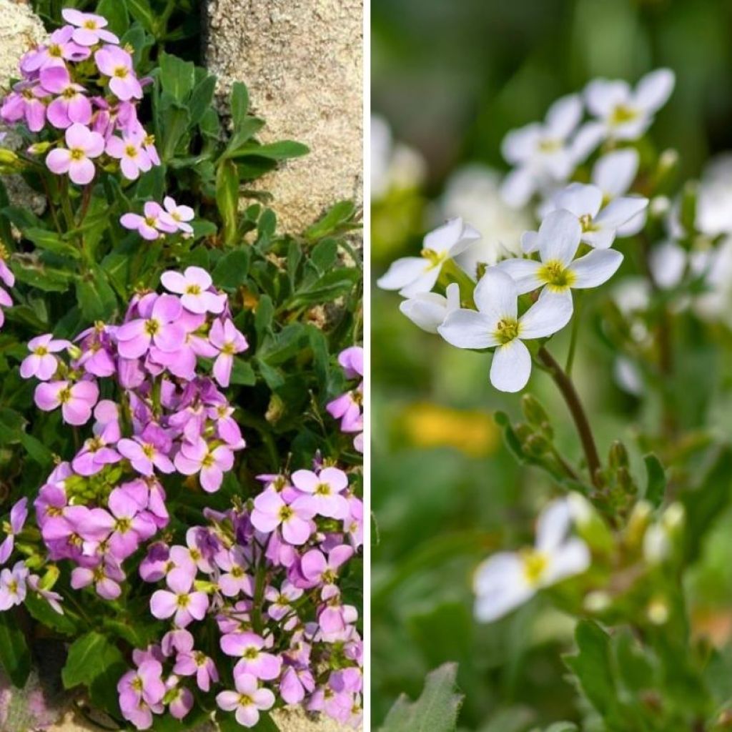 Pink and white duo of Arabis caucasica for rockery