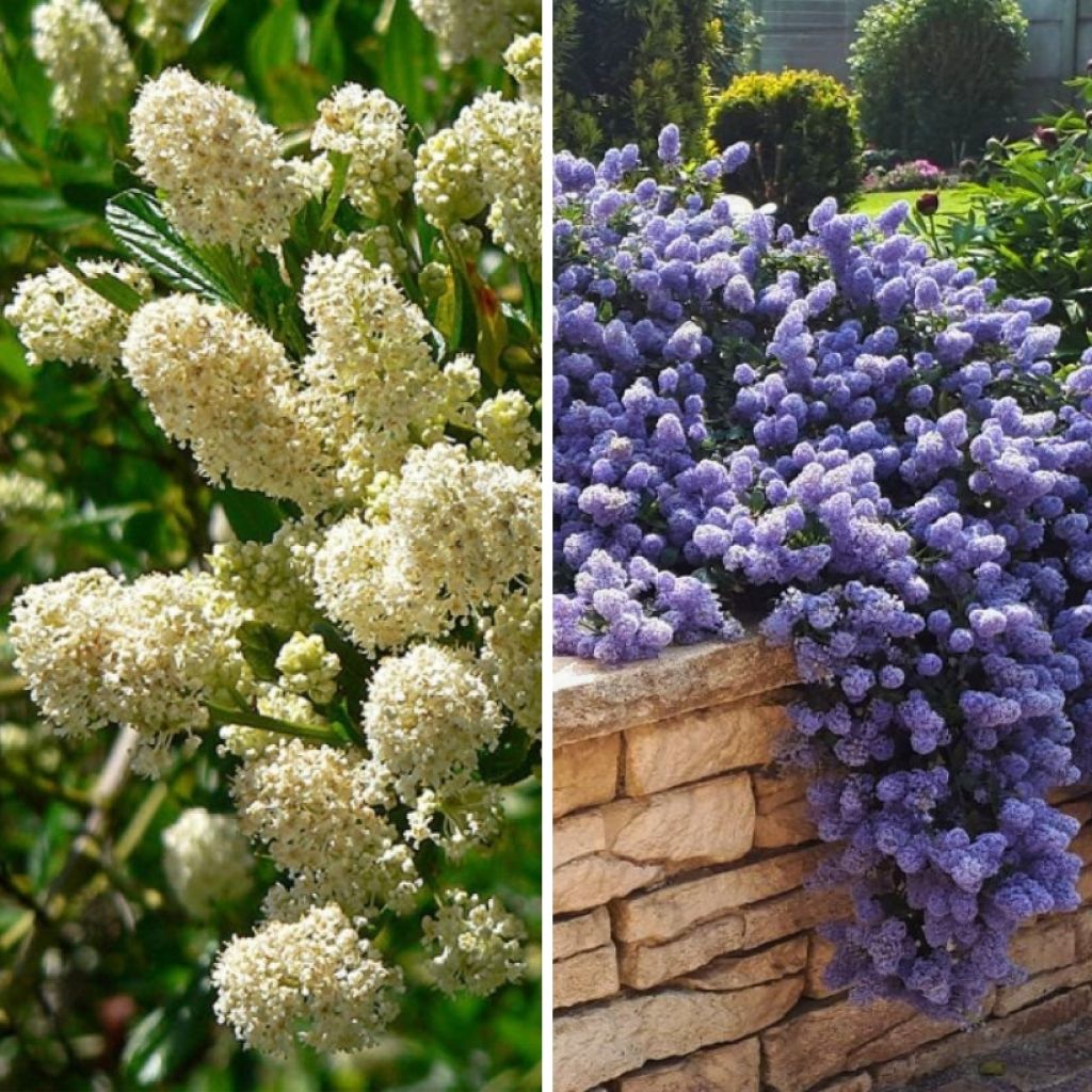 Evergreen blue and white Ceanothus