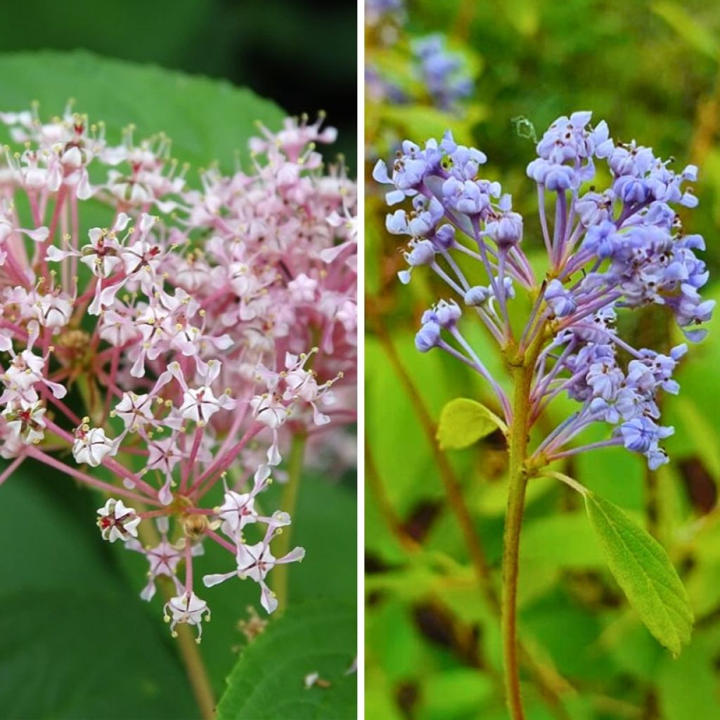 Hardy duo of pink and blue Ceanothus