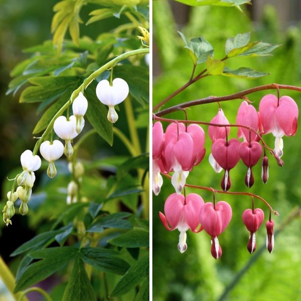 Duo of pink and white Bleeding Hearts