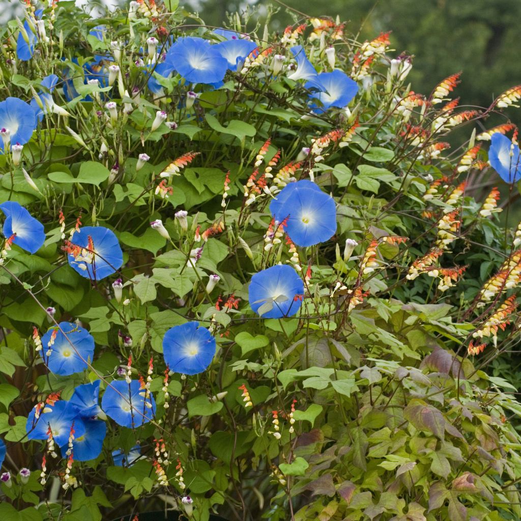 Duo de grimpantes annuelles - Mina lobata et Ipomée Heavenly Blue