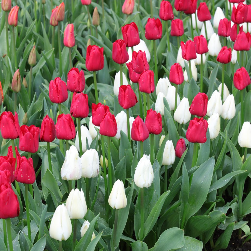 Contrasting Red and White Tulips