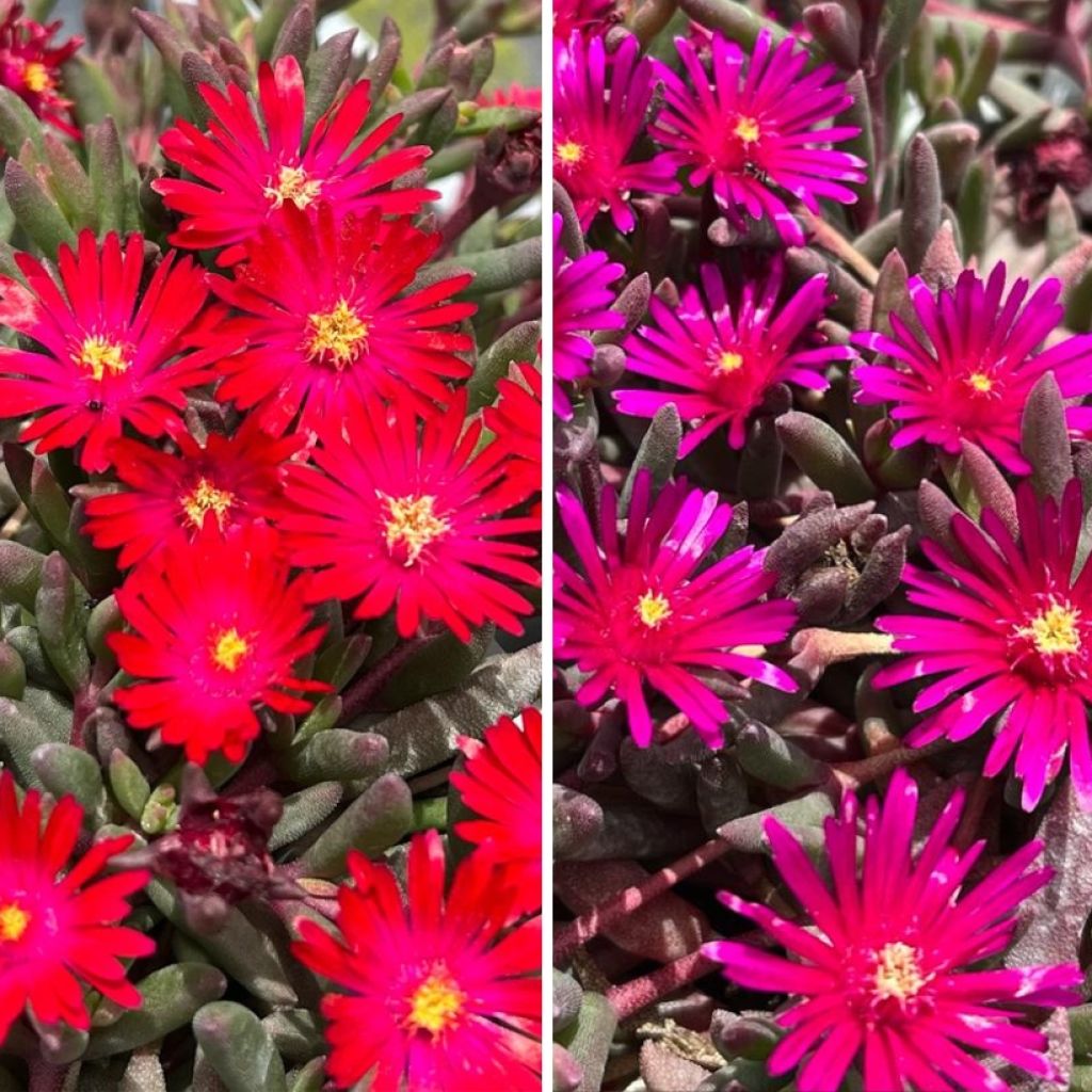 Duo of red and purple Delosperma