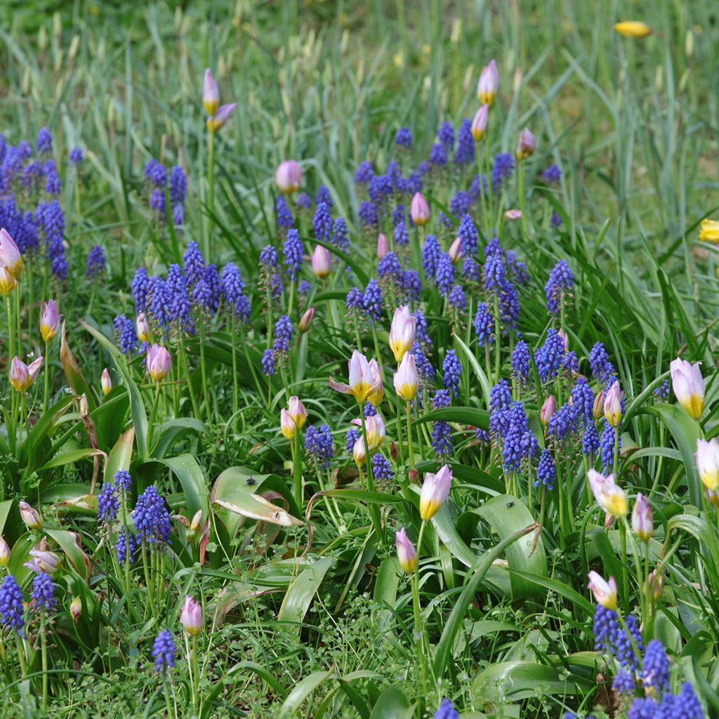 Small pink and blue bulbs for naturalising in sunlight