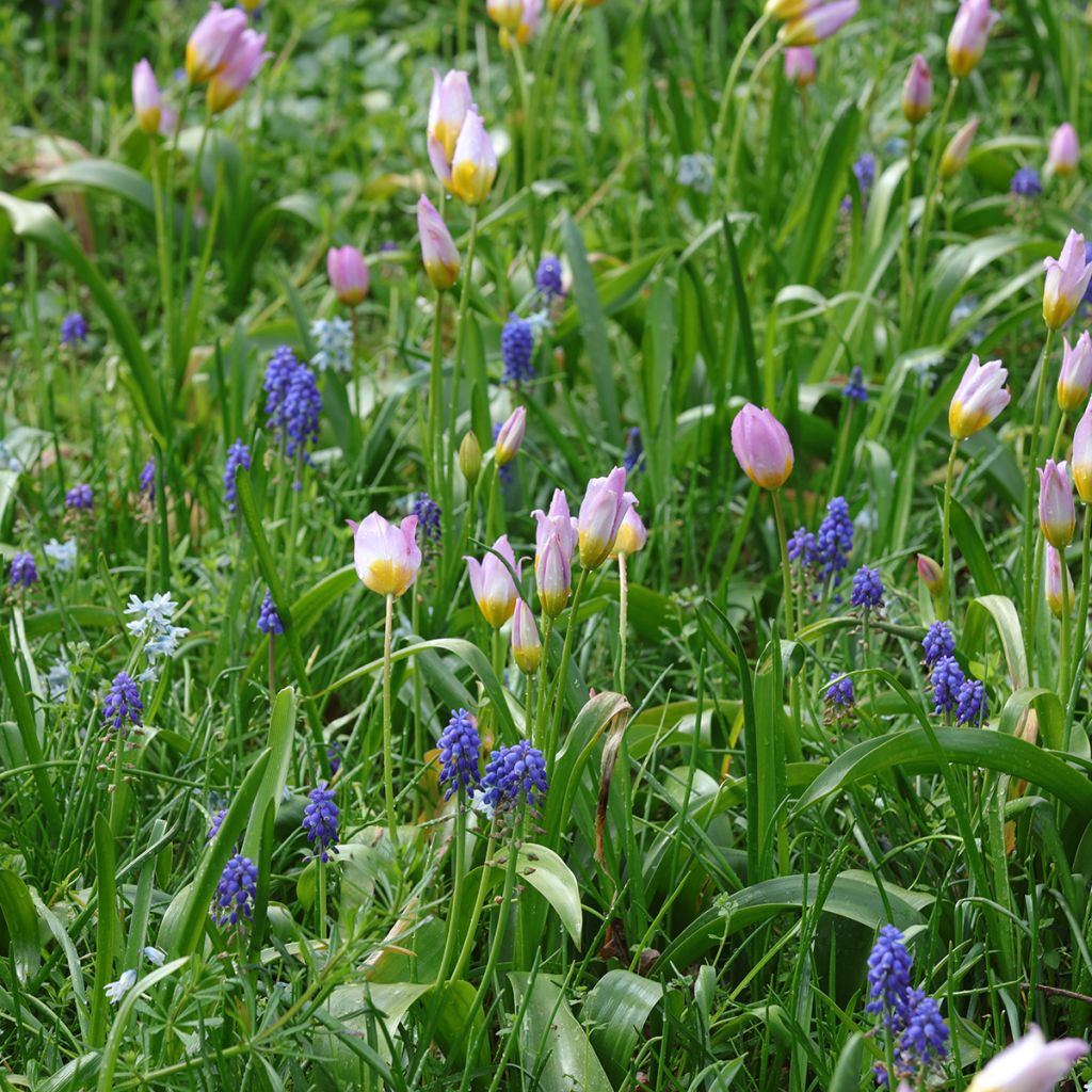 Small pink and blue bulbs for naturalising in sunlight