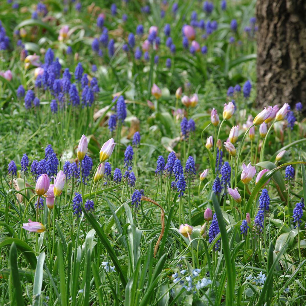 Small pink and blue bulbs for naturalising in sunlight