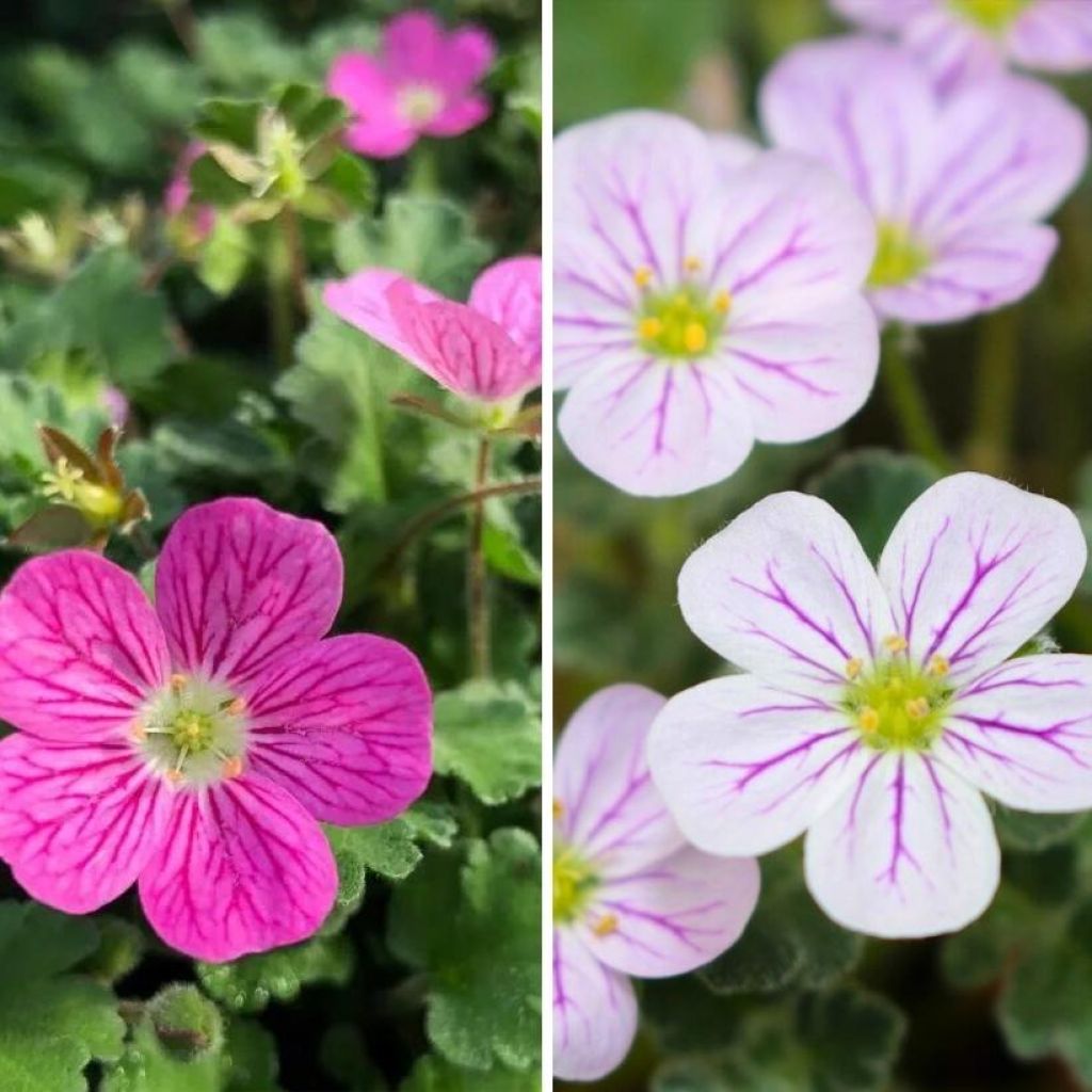 Duo of Pink and White Erodiums 