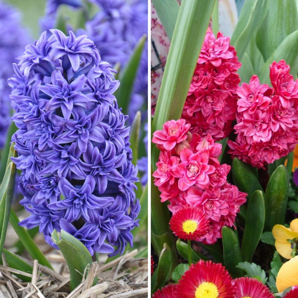 Double Hyacinth Duo