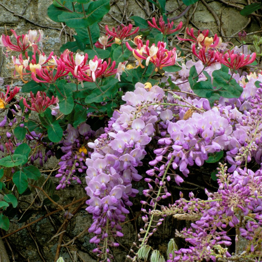 Duo parfumé - Duo de Glycine et Chèvrefeuille