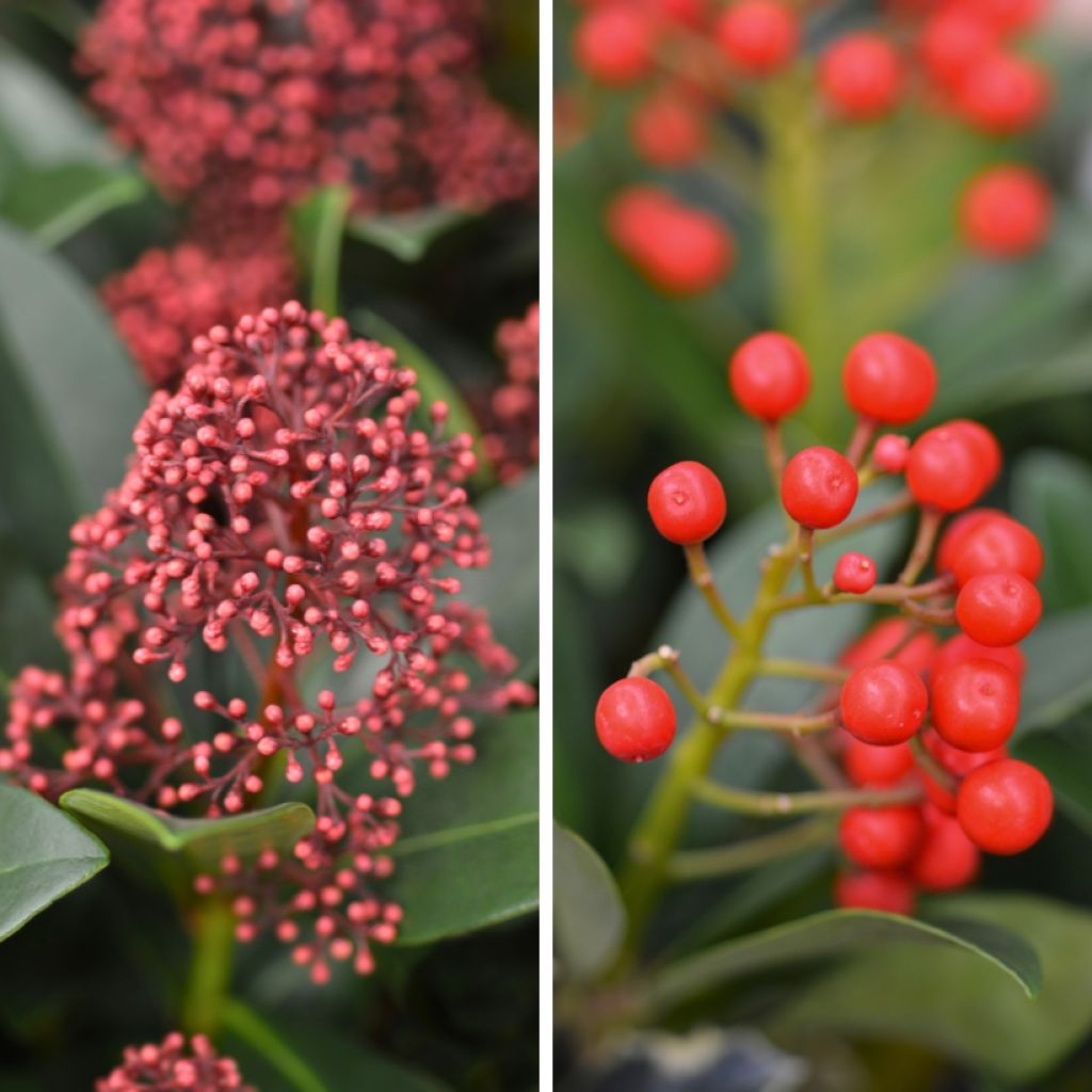 Skimmia japonica Duo Rubella and Pabella (male and female)