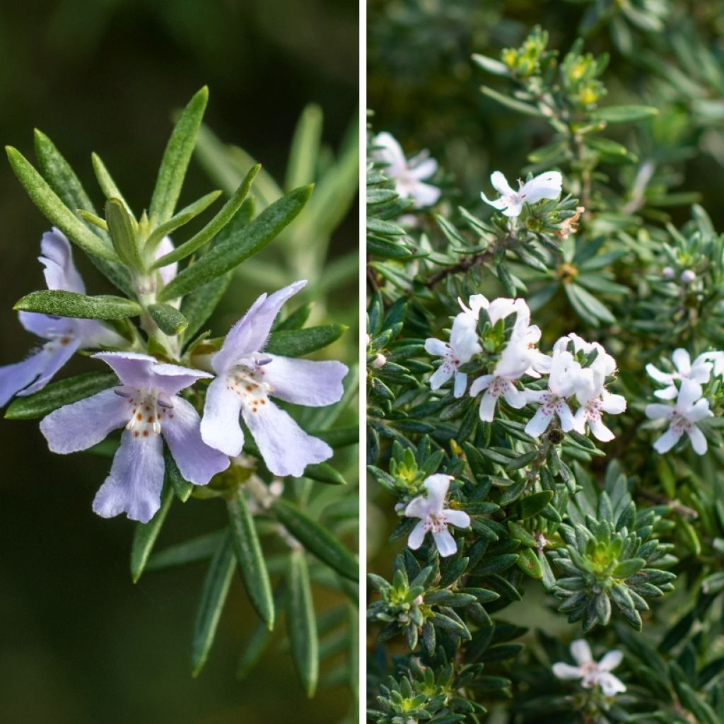 Westringias Duo for Mediterranean Rockeries - Australian Rosemary 