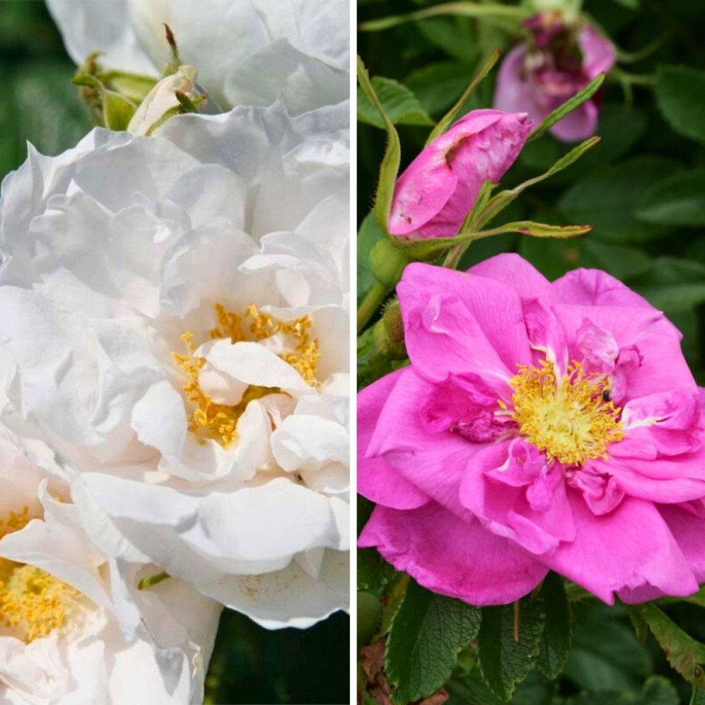 Duo of Rose bushes for rose hip jam