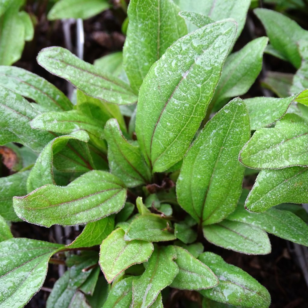 Echinacea Kismet Rouge (Red) - Echinacée