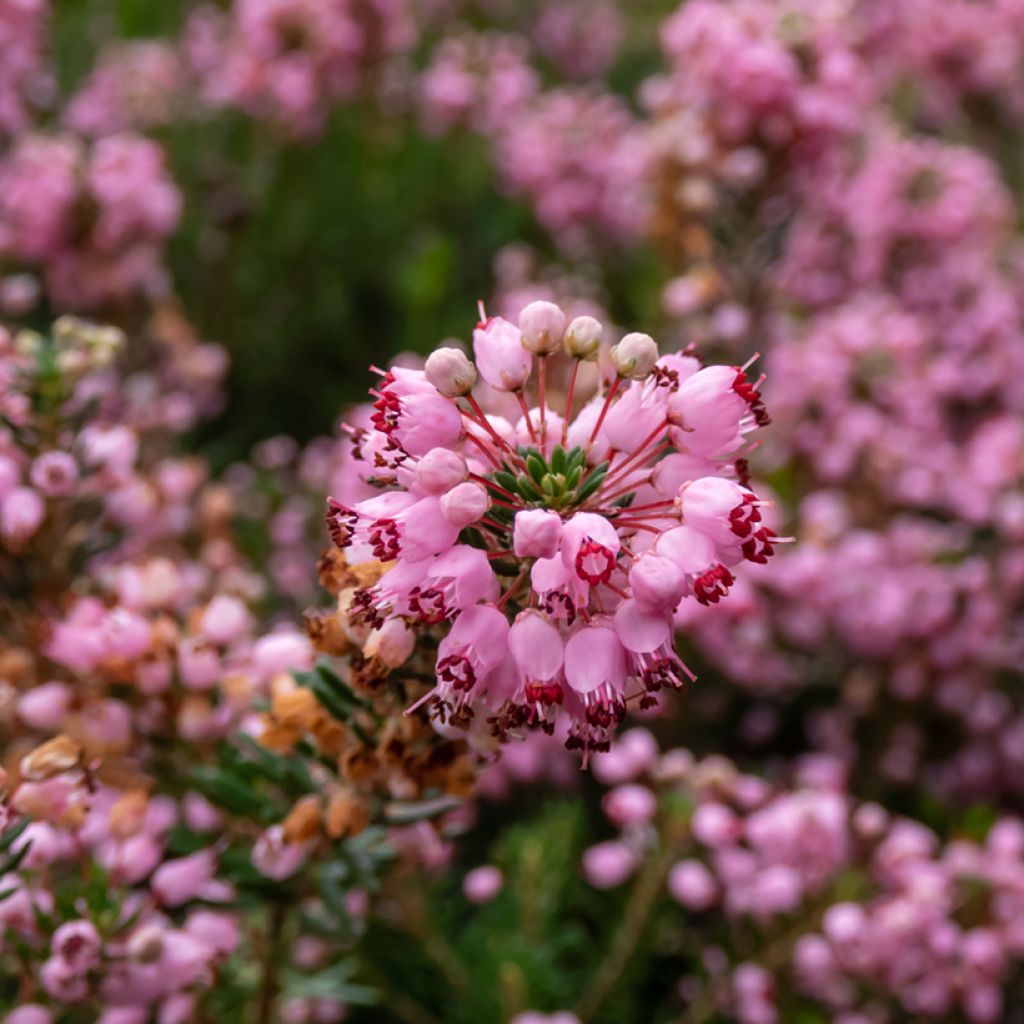 Erica vagans Pyrenees Pink