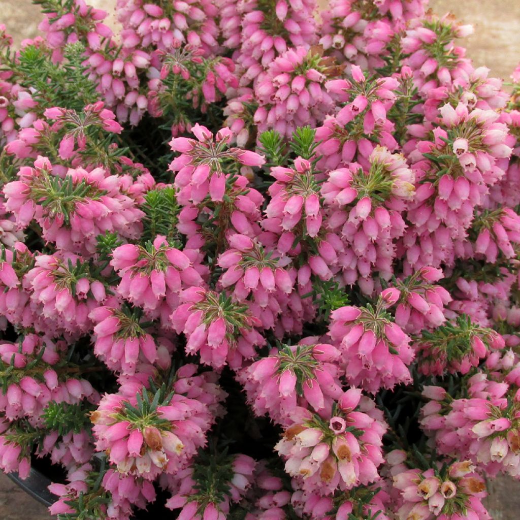 Erica x williamsii Ken Wilson