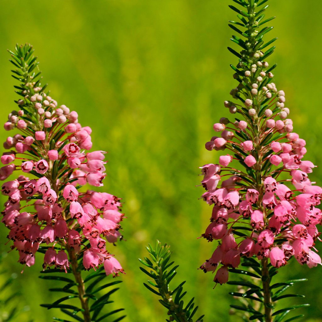 Erica vagans St Keverne - Cornish Heath