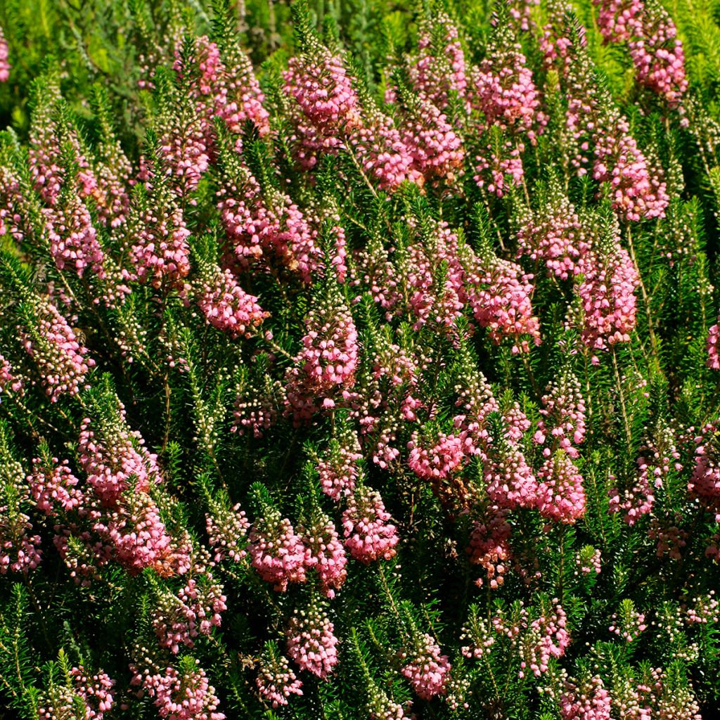 Erica vagans St Keverne - Cornish Heath