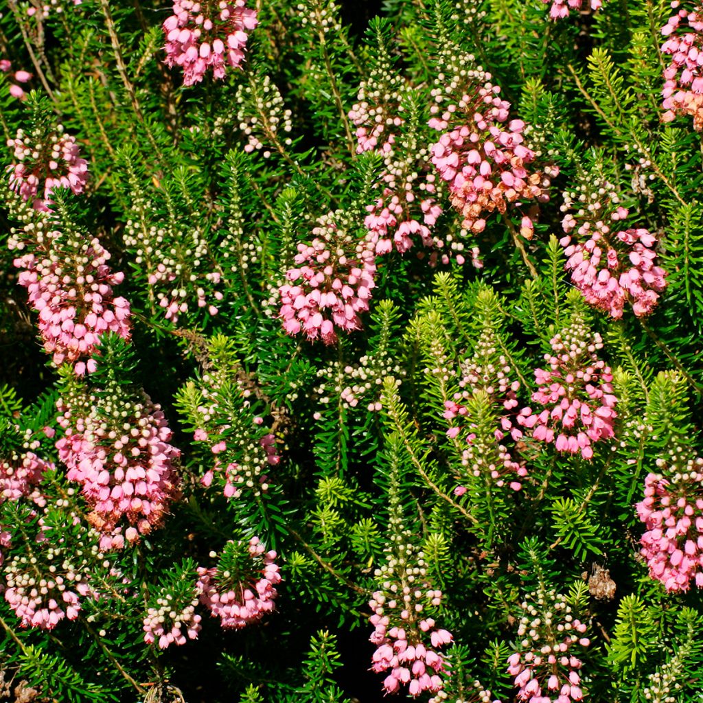 Erica vagans St Keverne - Cornish Heath