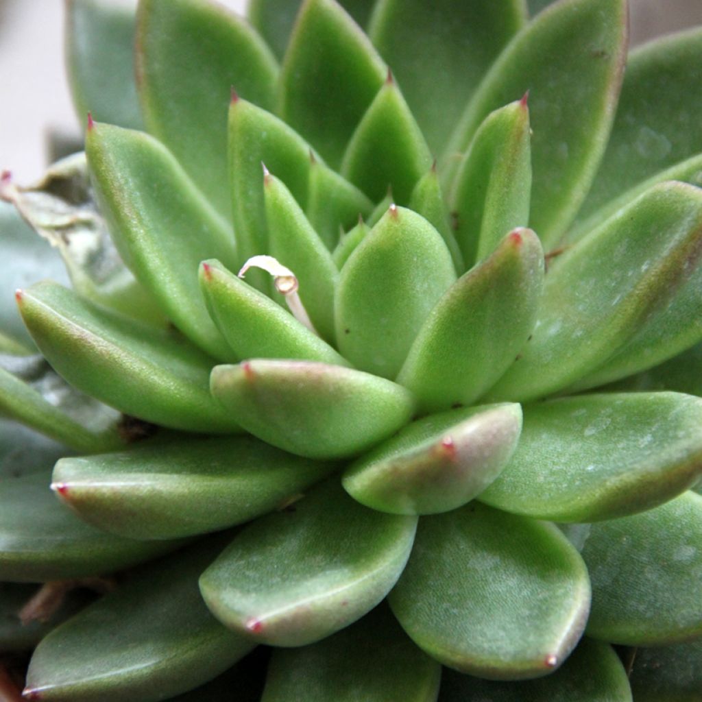 Echeveria agavoides