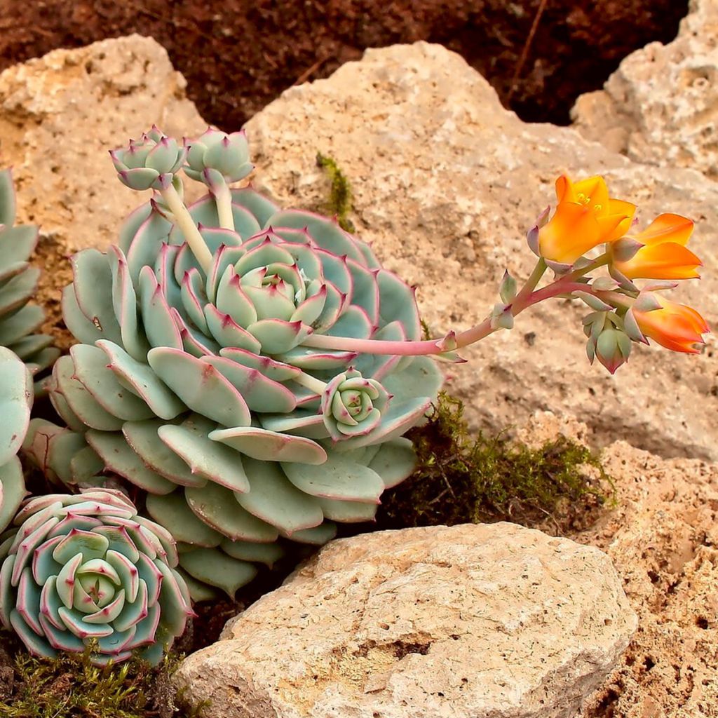 Echeveria derenbergii