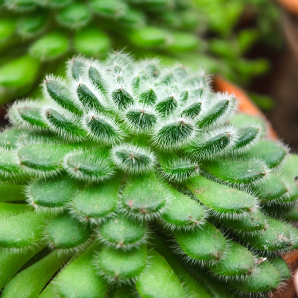 Echeveria setosa