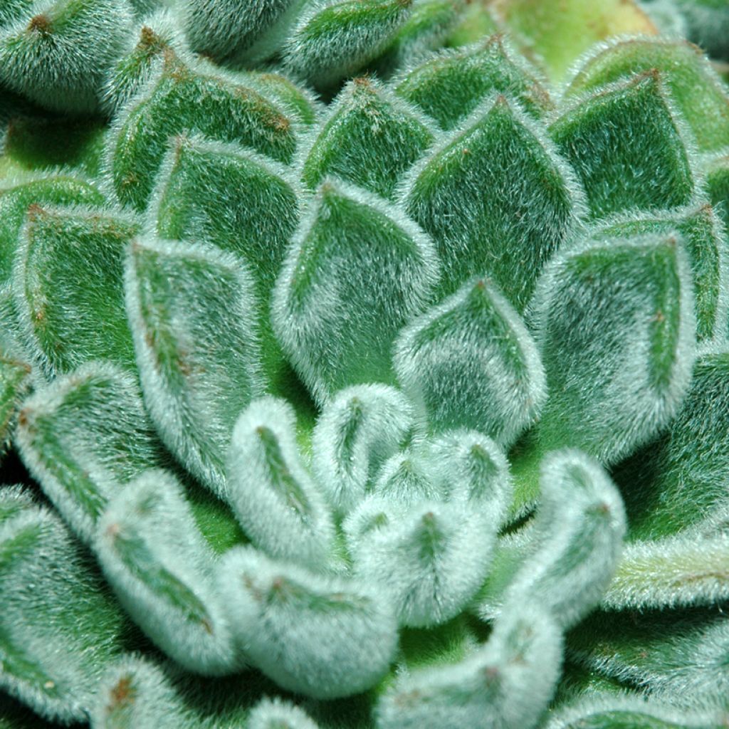 Echeveria setosa