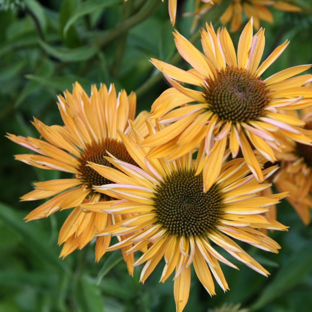 Echinacea purpurea Big Kahuna - Purple Coneflower