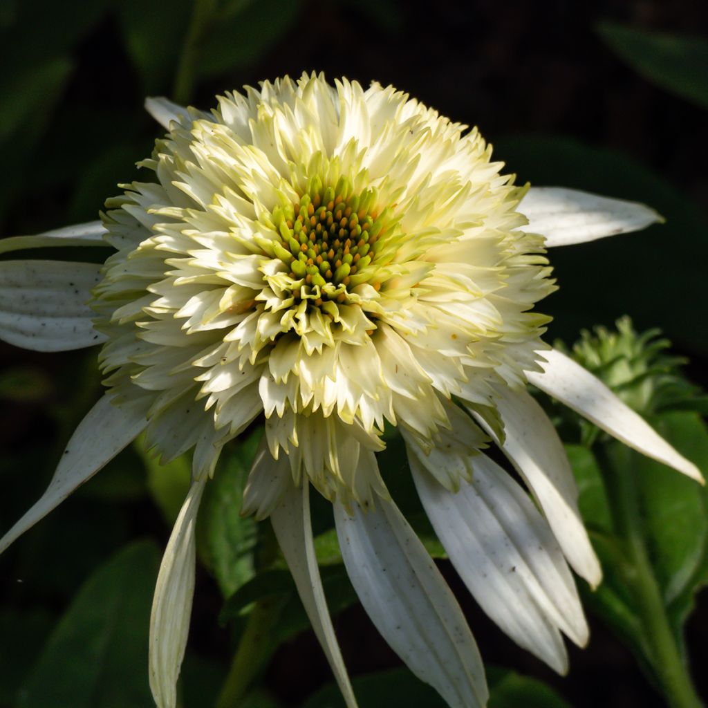 Echinacea purpurea Coconut Lime - Purple Coneflower