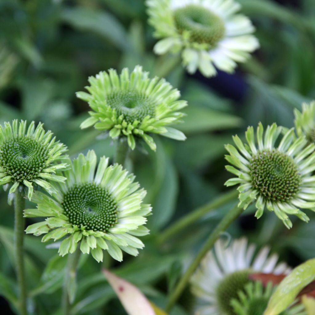 Echinacea purpurea Green Jewel - Purple Coneflower