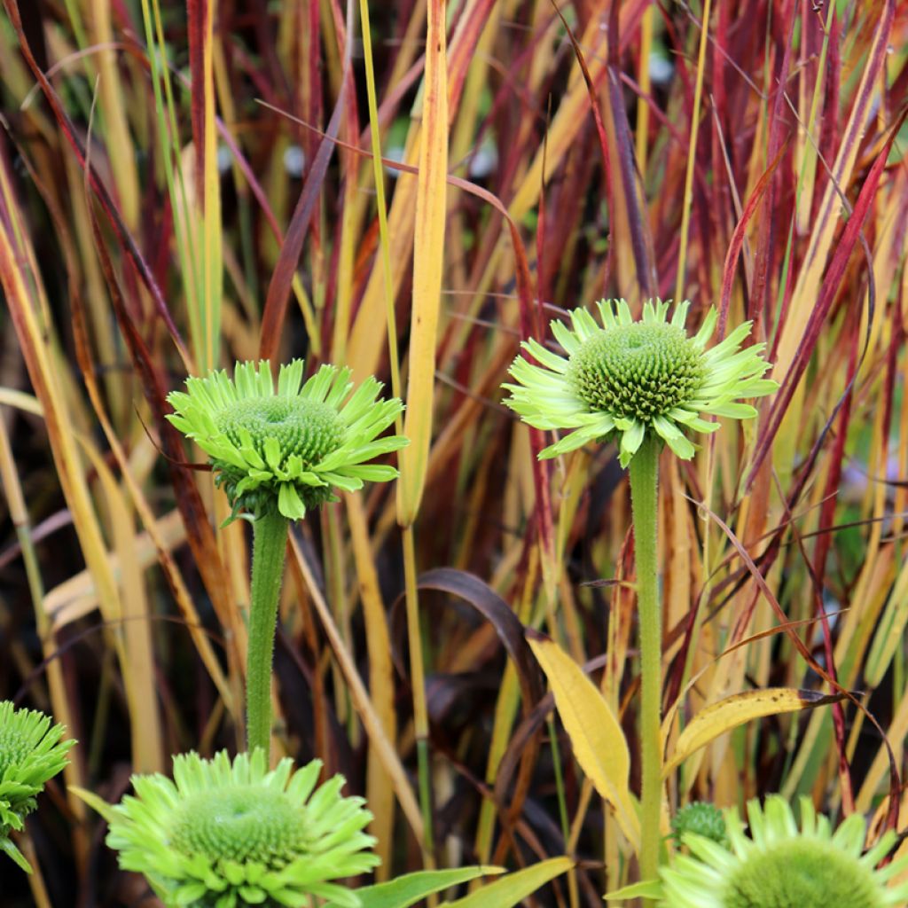 Echinacea purpurea Green Jewel - Purple Coneflower