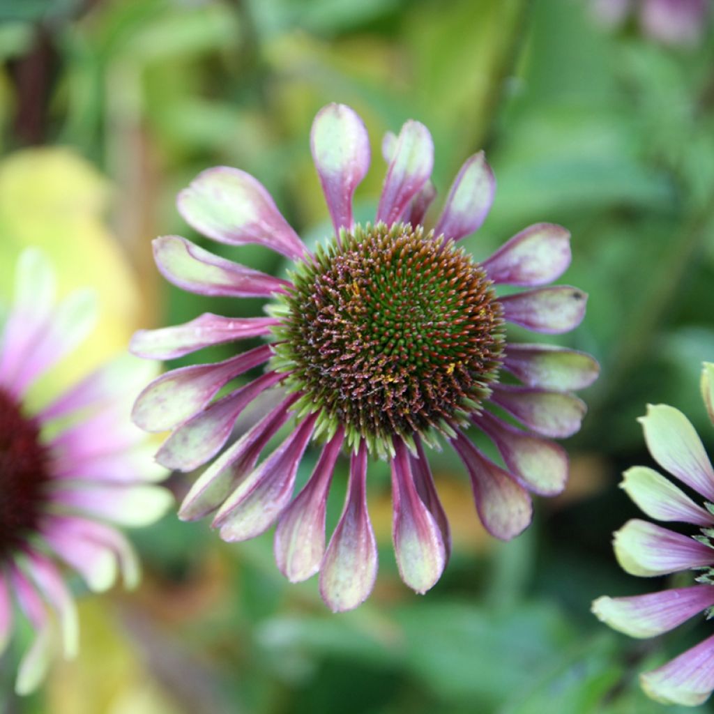 Echinacea purpurea Green Twister - Purple Coneflower